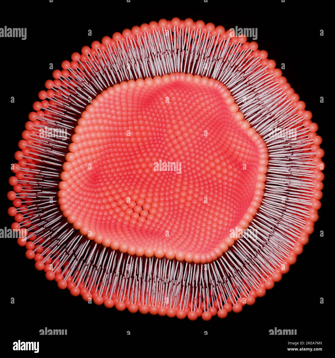 Doppio strato lipidico o doppio strato fosfolipide. Rendering 3D. Foto Stock