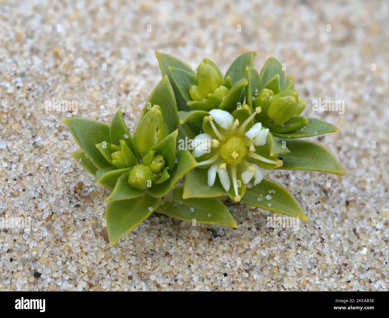 Sea Sandwort, Honkenya peploides, pianta fioritura costiera Norfolk, maggio Foto Stock