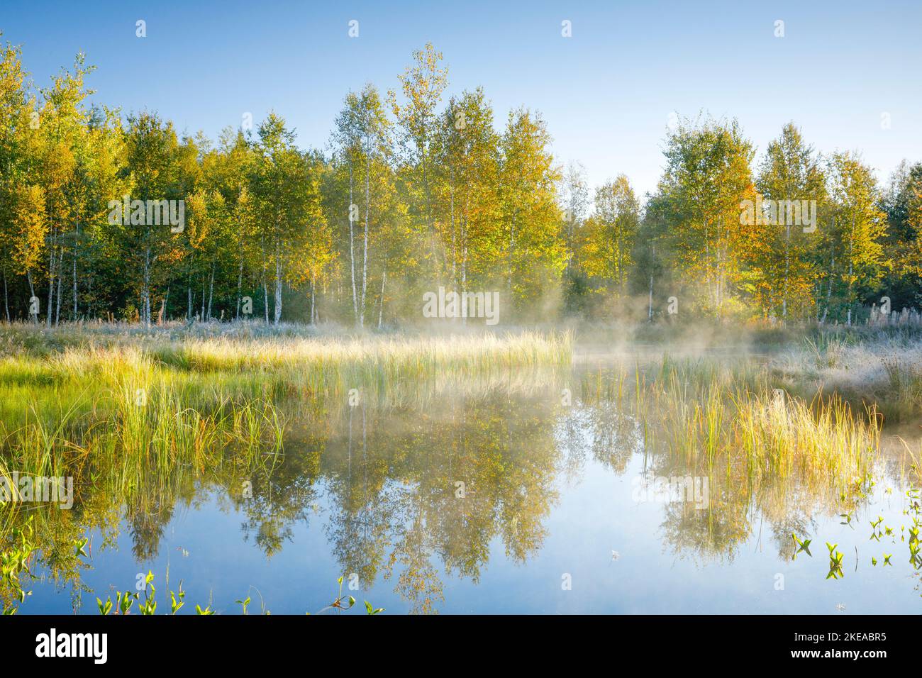 Erste Sonnenstrahlen tauchen Birkenwald und Gräser in warmes Licht, Nebelschwaden ziehen über die Wasserfläche, in welcher sich die vegetation des Hoc Foto Stock