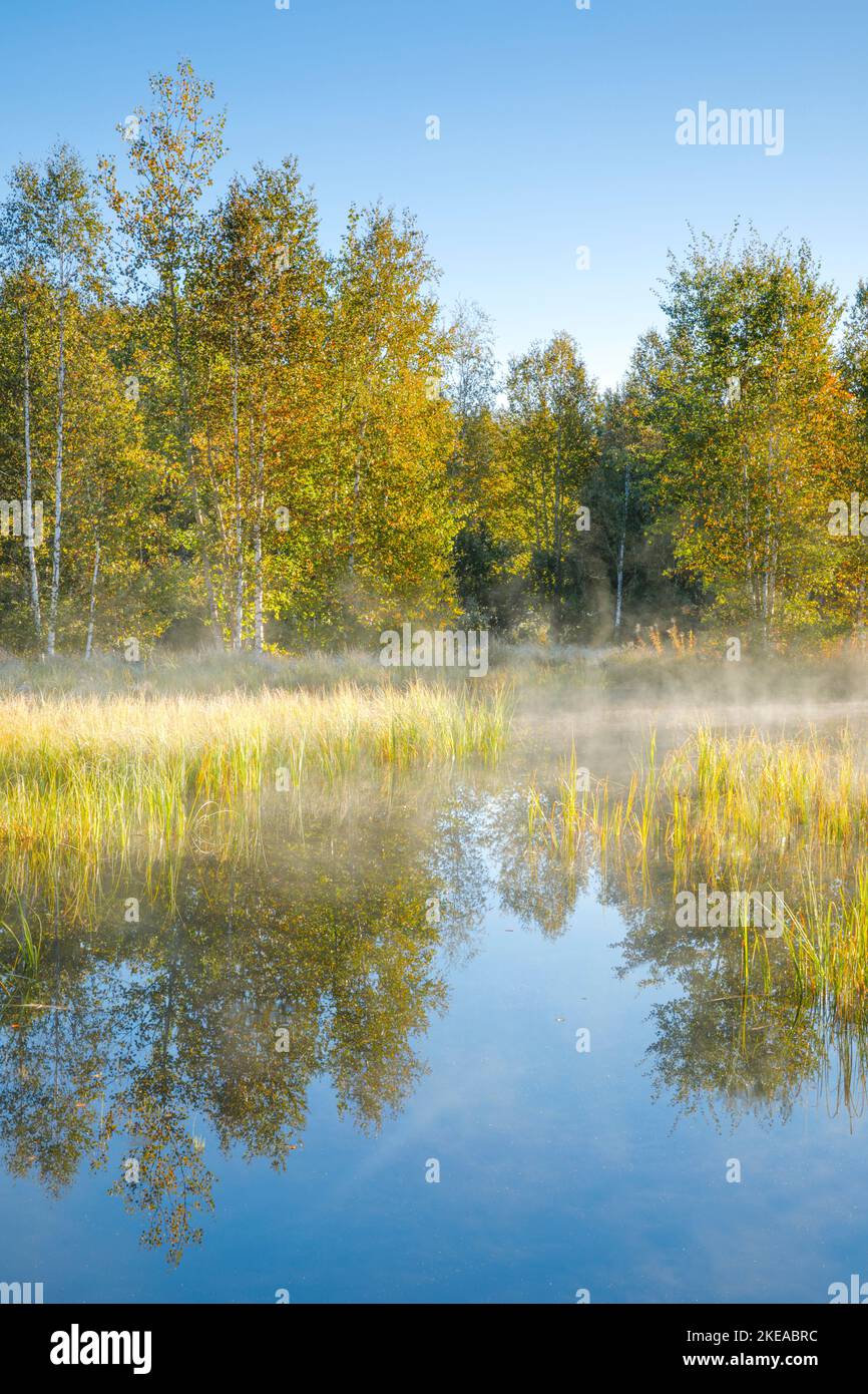 Erste Sonnenstrahlen tauchen Birkenwald und Gräser in warmes Licht, Nebelschwaden ziehen über die Wasserfläche, in welcher sich die vegetation des Hoc Foto Stock