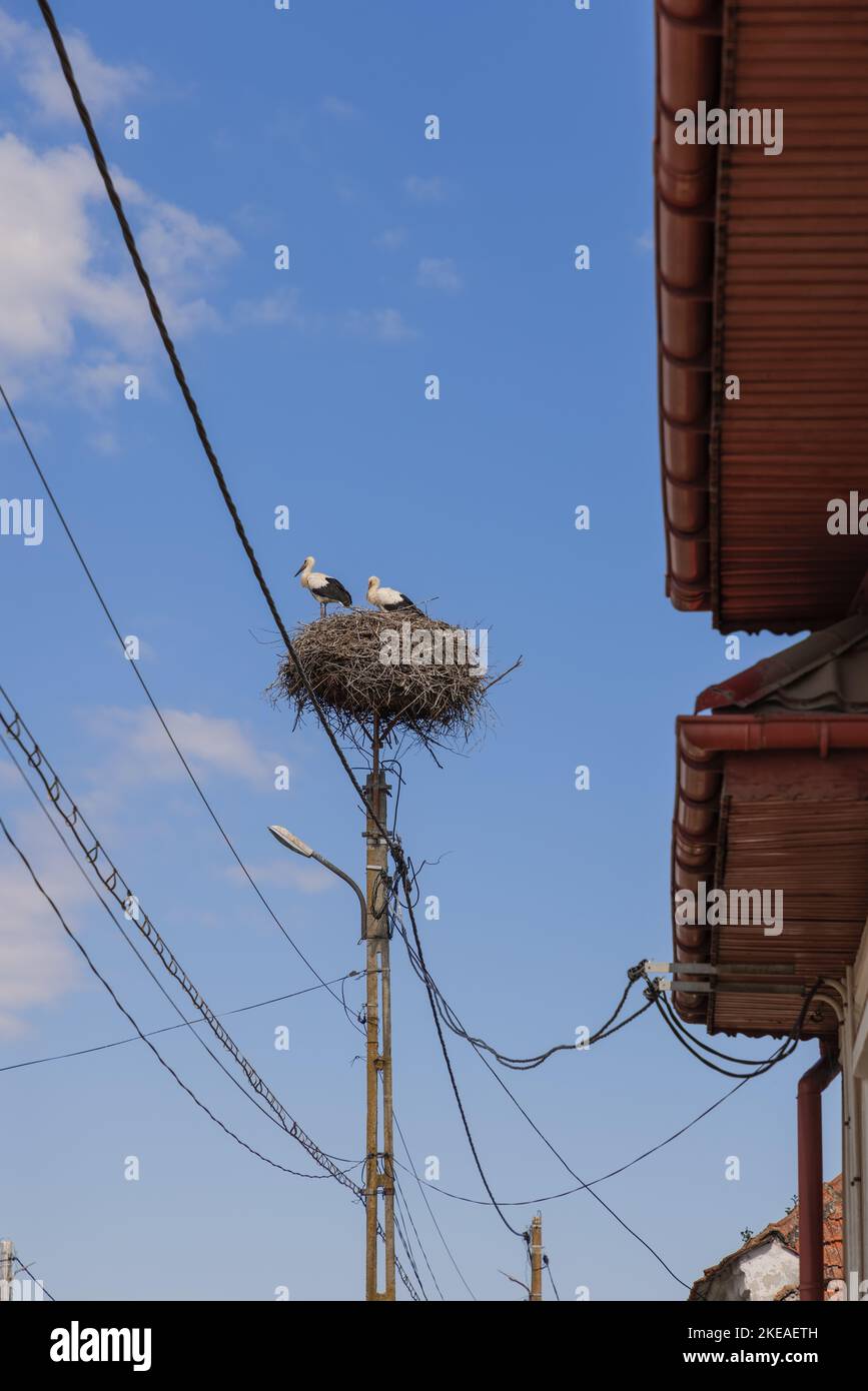 Un paio di cicogne (Ciconia ciconia) nel loro nido grande costruito su uno speciale stand su un palo di illuminazione avvolto in fili accanto ai tetti di tegole di Foto Stock