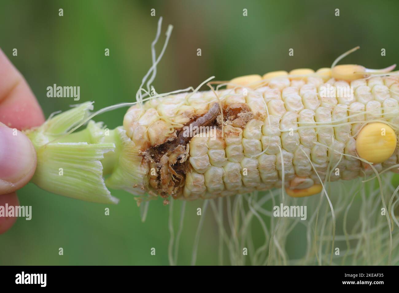 Mais, mais danneggiato dalla larva, bruco di European Corn Borer (Ostrinia nubilalis). È uno dei più importanti parassiti del raccolto di mais. Foto Stock