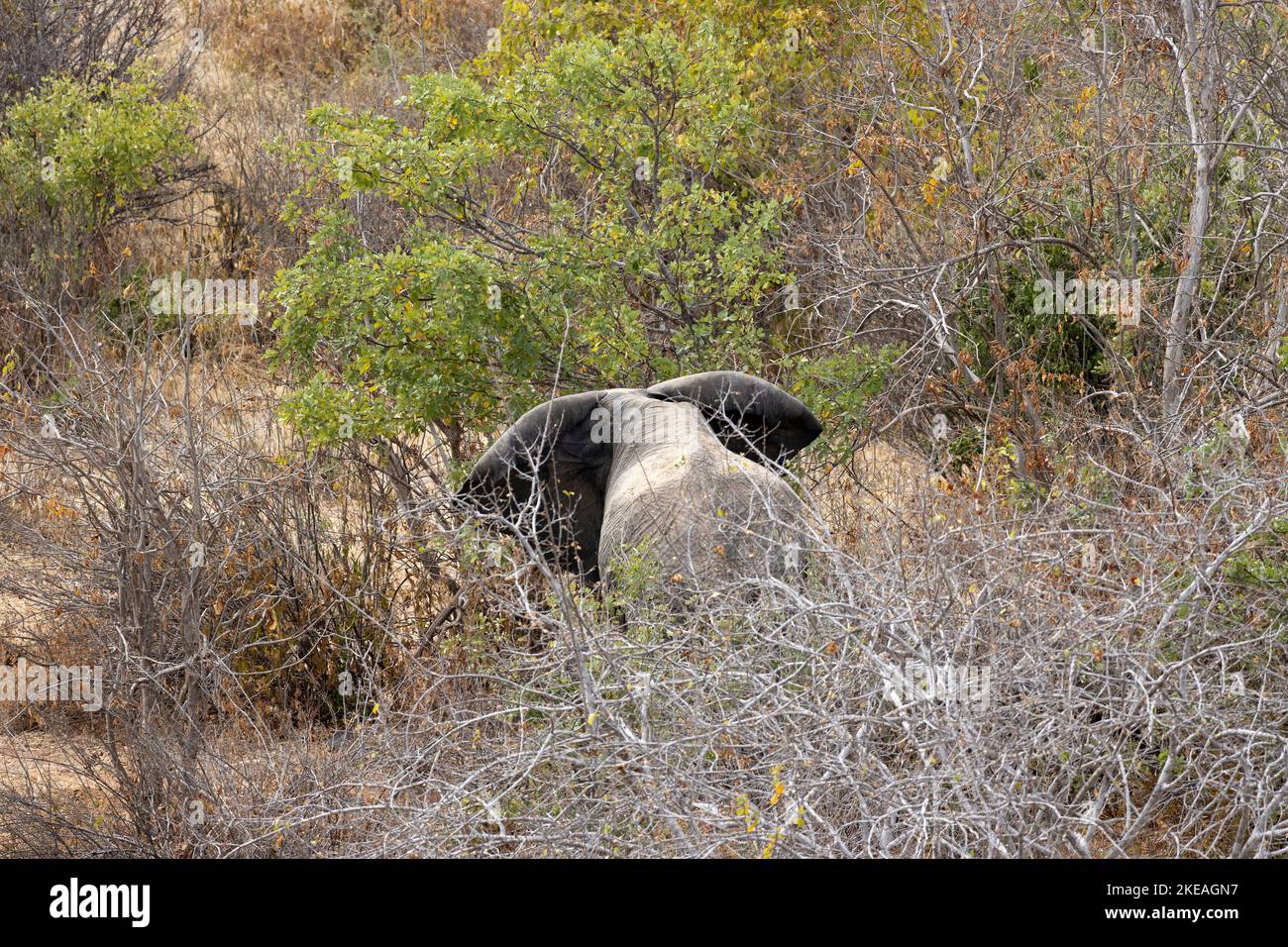 Quando gli elefanti si sentono minacciati dal bracconaggio o dalla caccia eccessiva, si ritireranno nel bush più denso e nel terreno più difficile. Foto Stock