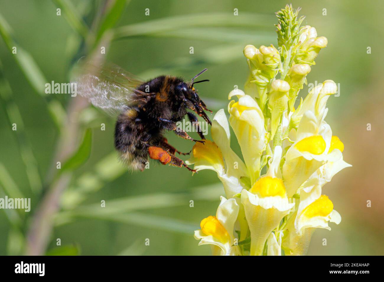 Piccolo giardino Bomble ape (Bombus hortorum, Megabombus hortorum), a giallo toadflax, Germania, Baviera Foto Stock