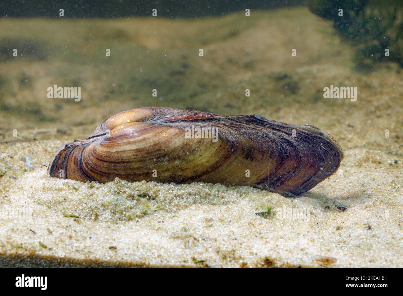 Mitile del pittore (Unio pictorum, Pollicepes pictorum), con mantello e sifone visibili, Germania Foto Stock