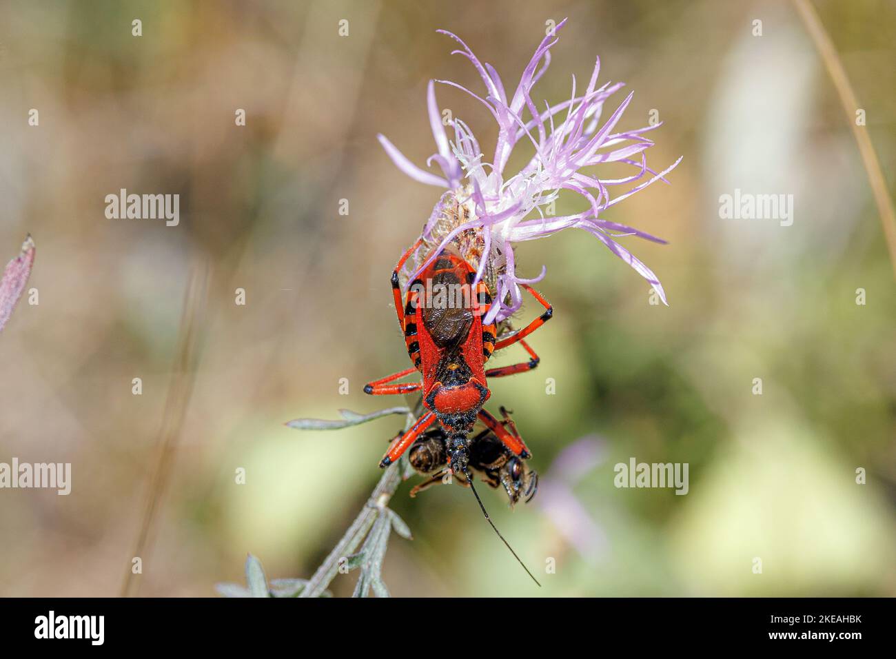 Insetto di assassin (Rhinocoris iracundus, Rhynocoris iracundus), con api catturate, Germania, Baviera Foto Stock