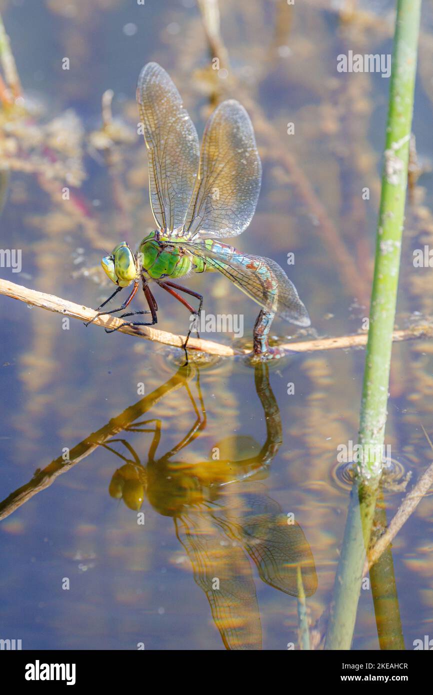 dragonfly imperatore (Anax imperator), deposizione delle uova, con immagine speculare, Germania, Baviera, Erdinger Moos Foto Stock