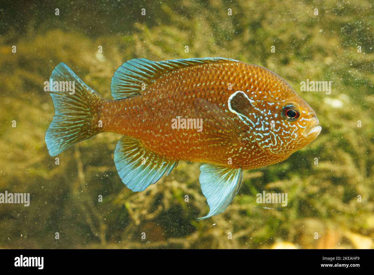 Dollar Sunfish Eastern (Lepomis marginatus), maschio con colorazione nuziale Foto Stock