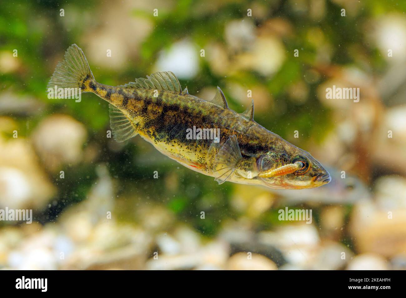 Sanguisughe di pesce (Piscicolidae), succhiate sull'occhio di una stickleback a tre spin, Germania Foto Stock
