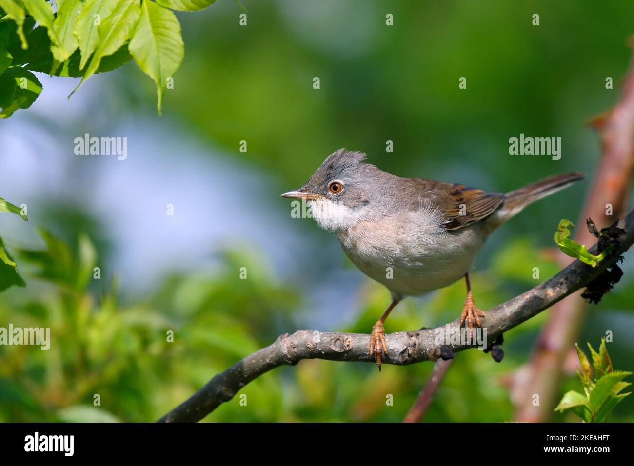 whitehoole (Sylvia communis), maschio arroccato su un ramo di una giovane cenere, Svezia, Oeland, Kaella Foto Stock