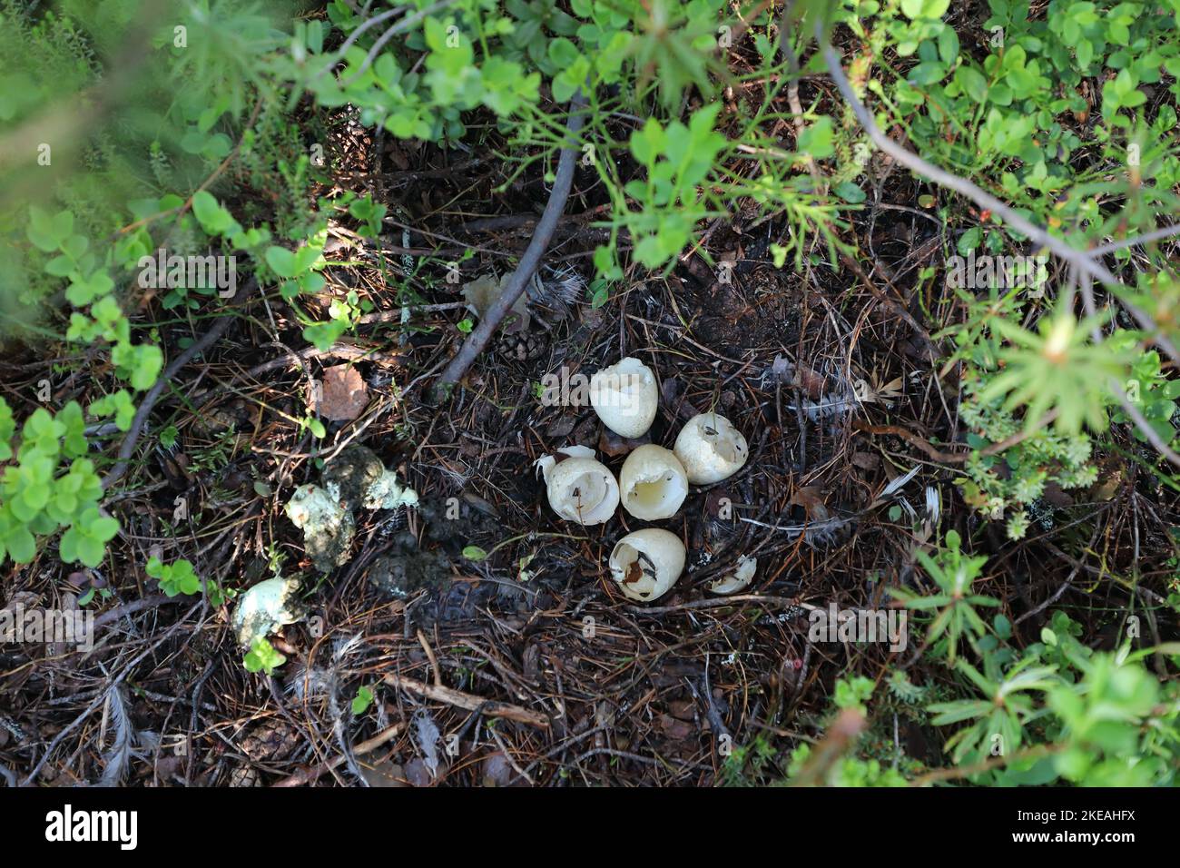 cappuccaille occidentale, gallo di legno (Tetrao urogallus), nido con gusci di uovo dopo la cova dei pulcini, Finlandia, Kajaani, Kainuu Foto Stock
