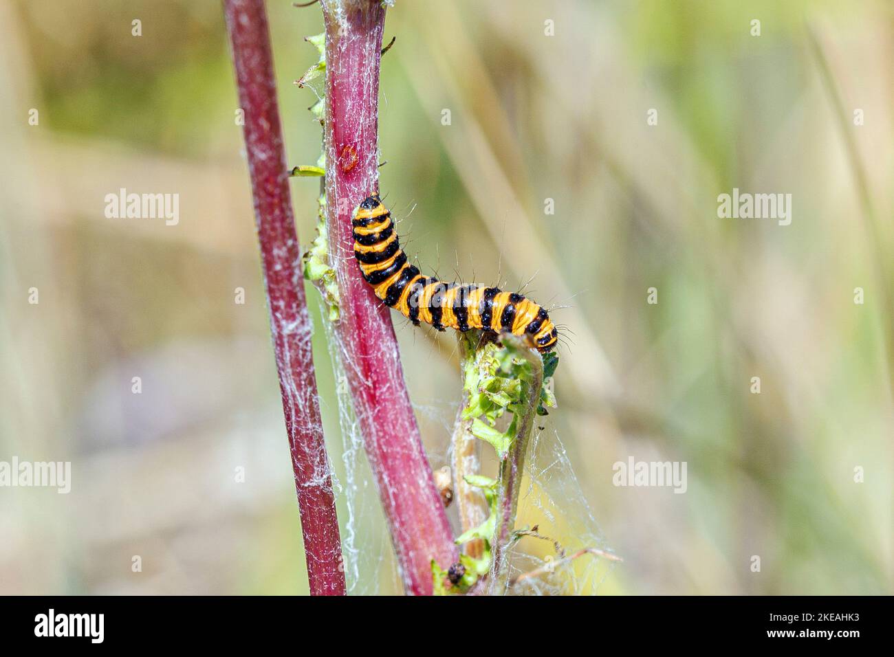 Cinabro (Tyria jacobaeae, Thyria jacobaeae, Hipocrita jacobaeae), bruco su ragwort, Senecio jacobaea, Germania, Baviera Foto Stock