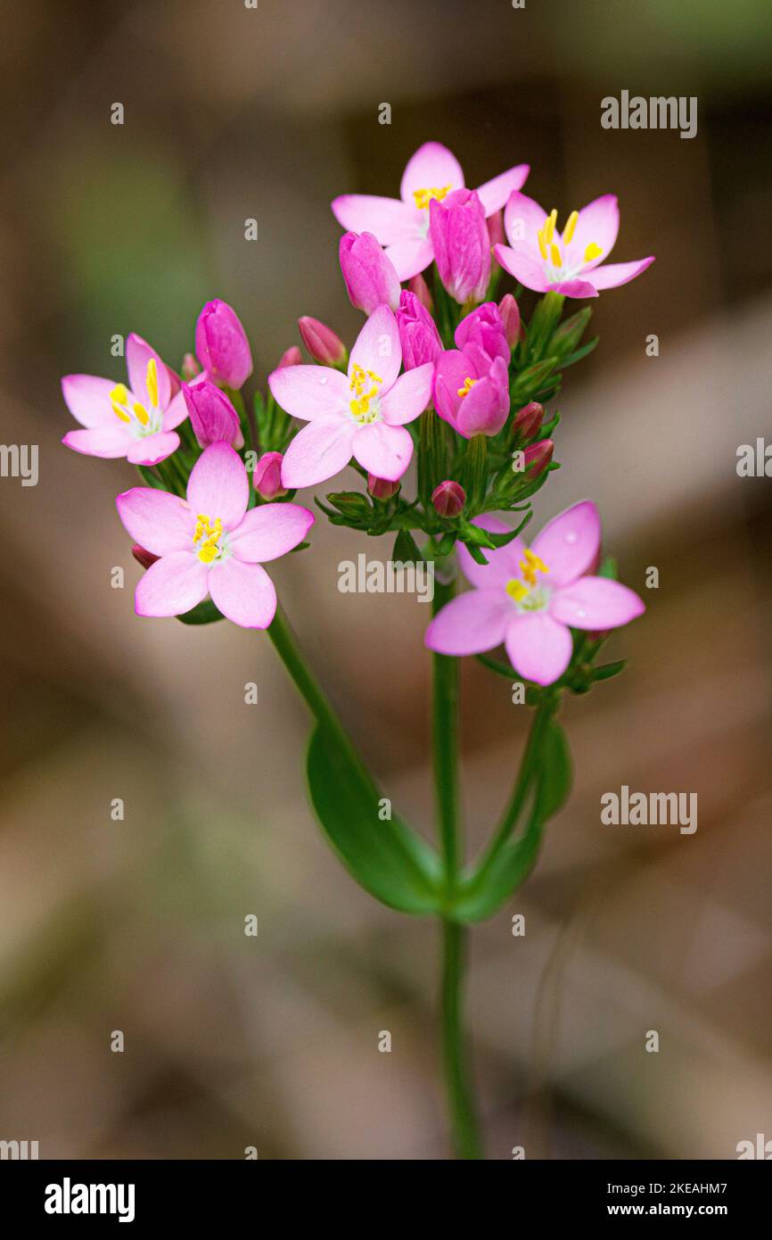Centaury comune, centaury europeo, erba di Bitter (Centaurium eritraea, Eritraea centaurium, Centaurium meno, Centaurium umbellatum), infiorescenza, Foto Stock