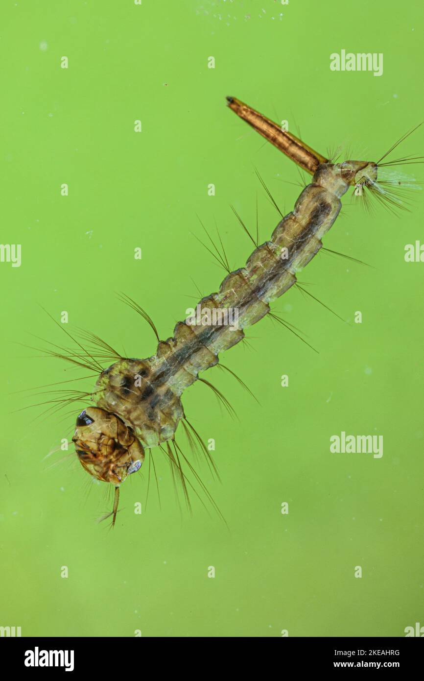 Zanzare, gnat (Culicidae), larva , Germania, Baviera Foto Stock