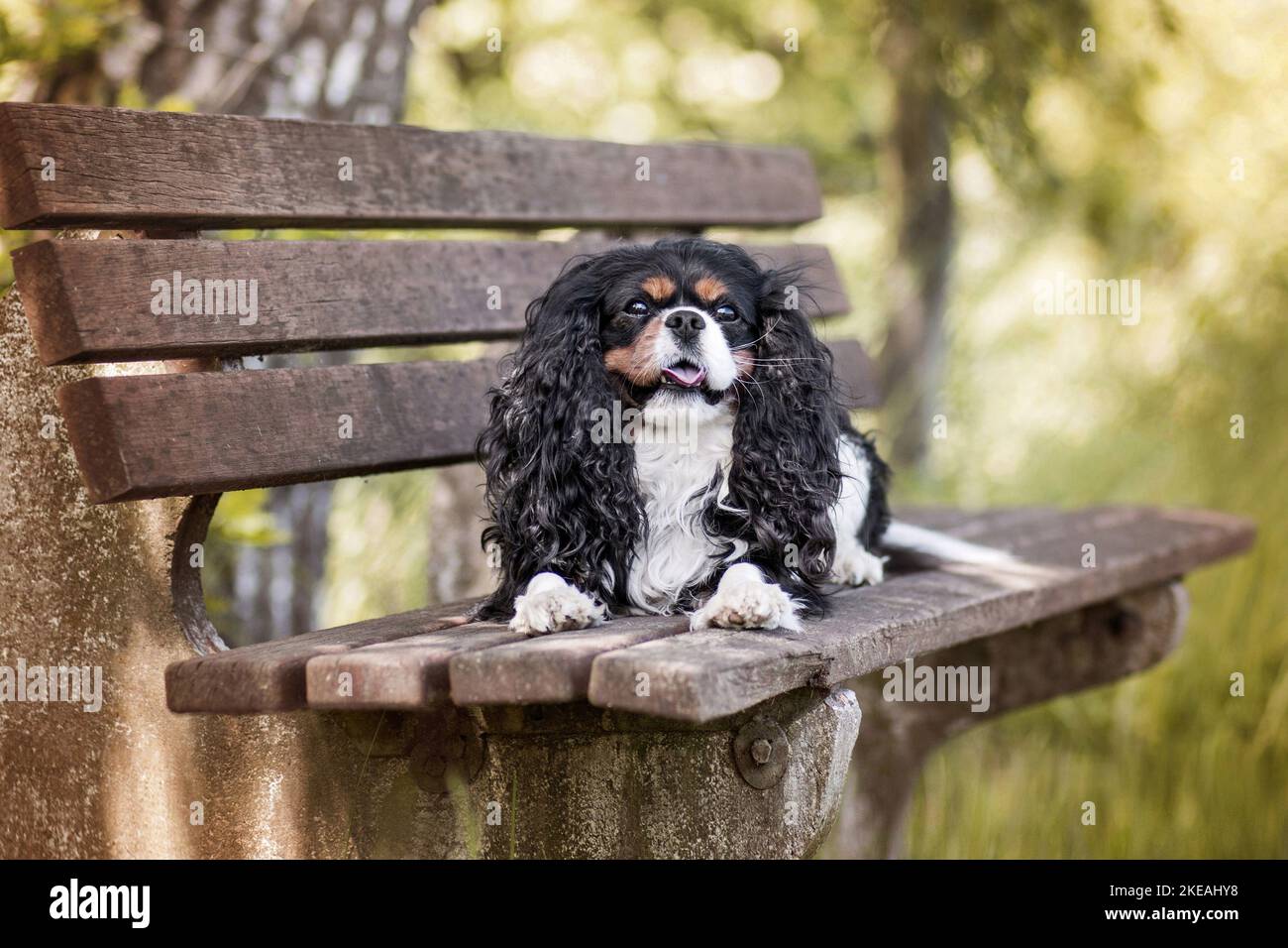 Giacente Cavalier King Charles Spaniel Foto Stock