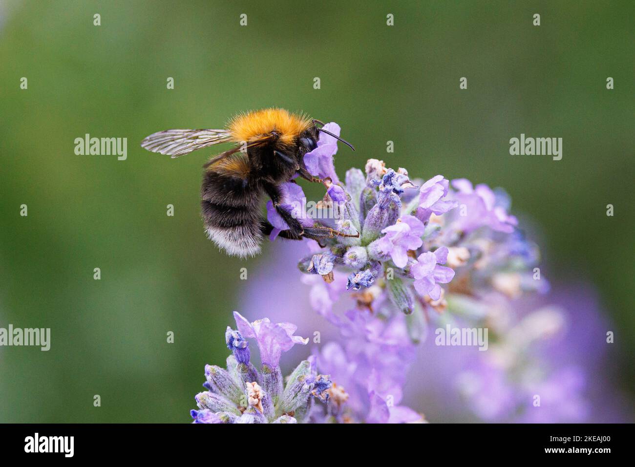 Albero Bumblebee, nuovo Giardino Bumblebee (Bombus hypnorum, Psithyrus hypnorum), succhia nettare dalla lavanda, Germania, Baviera Foto Stock