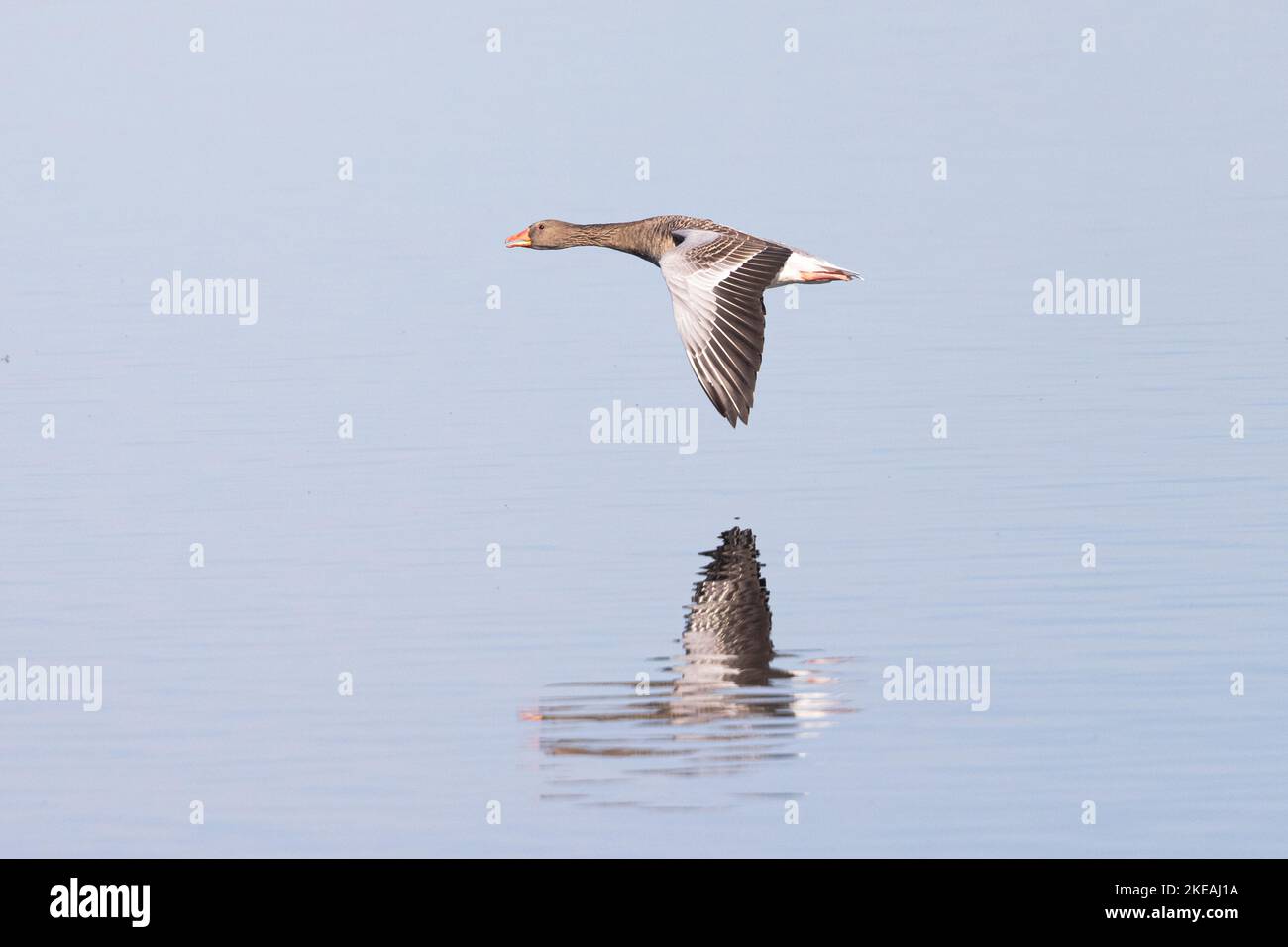 Graylag goose (Anser anser), volare con riflessione sul lago, vista laterale, Germania, Baviera, Lago di Chiemsee Foto Stock