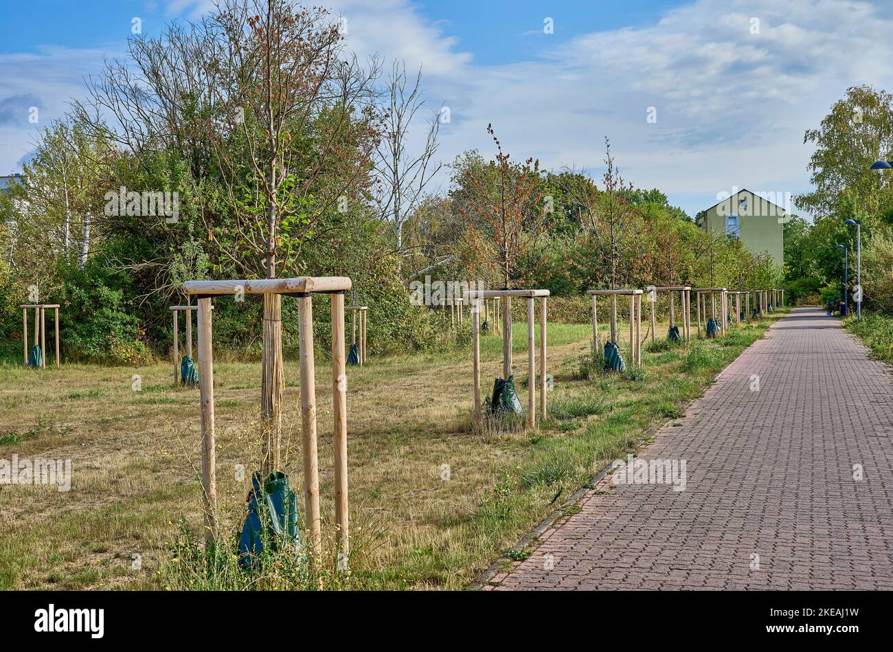 Alberi appena piantati con sacche d'acqua per annaffiamento continuo, Germania, Assia, Neu-Isenburg Foto Stock