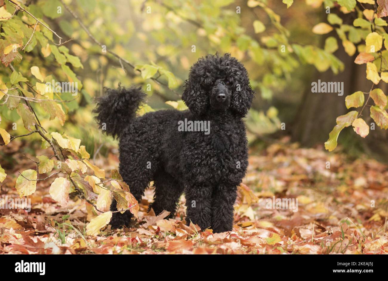 Poodle standard in piedi Foto Stock
