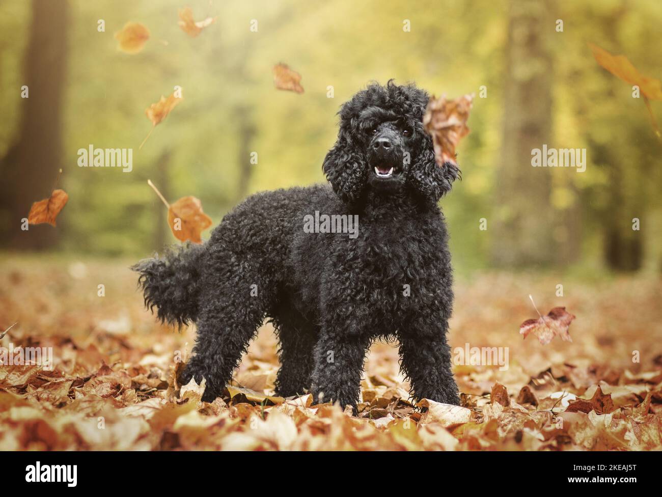 Poodle standard in piedi Foto Stock