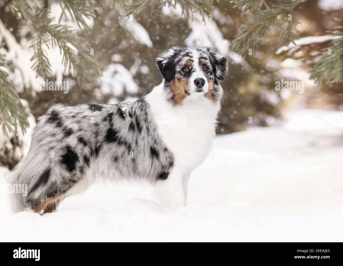 Pastore australiano nella neve Foto Stock