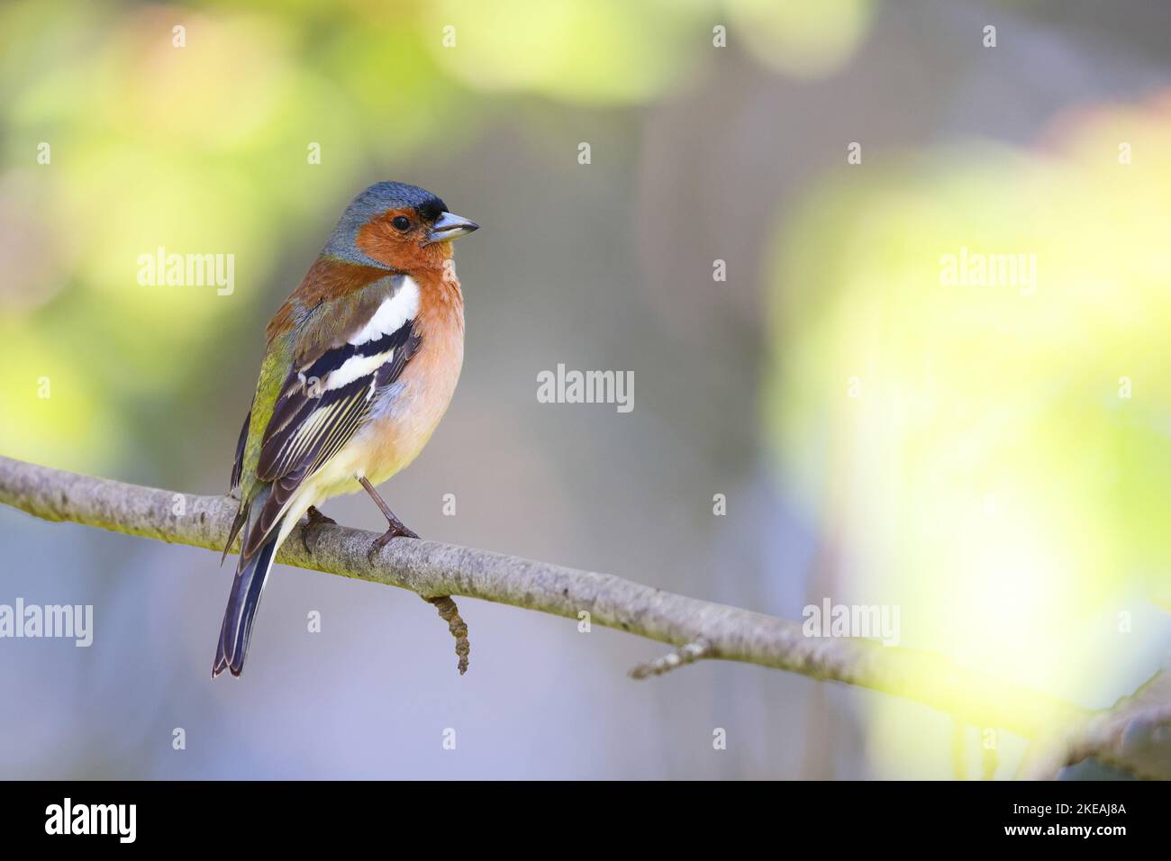 Chaffinch (Fringilla coelebs), maschio arroccato su un ramo, Svezia, Oeland, Degerhamn Foto Stock