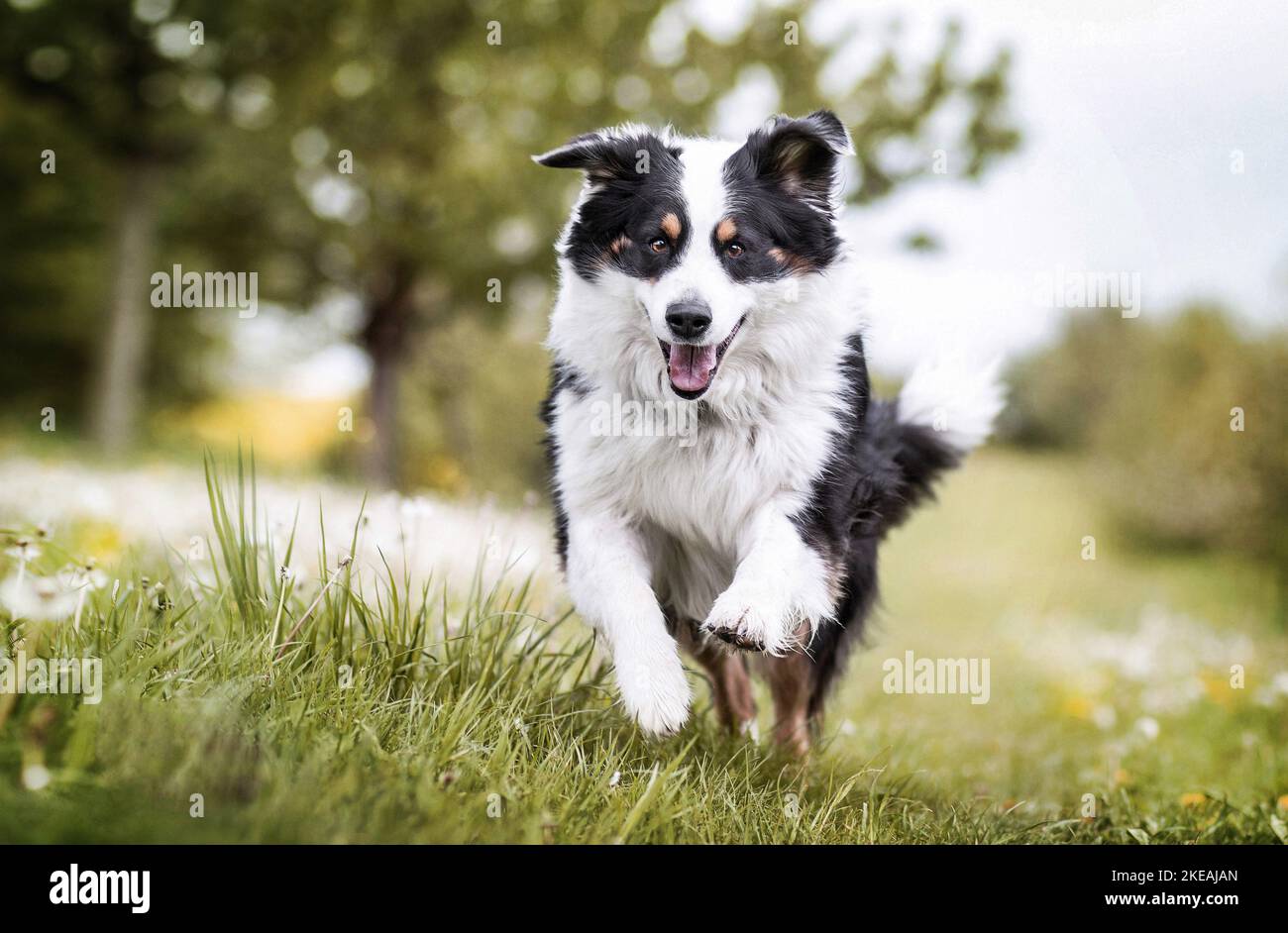esecuzione di mongrel Foto Stock