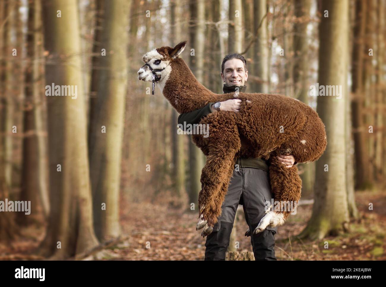 Uomo con Alpaca Foto Stock