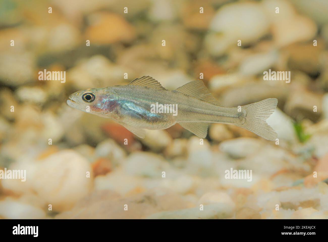 pike-persch, zander (Stizostedion lucioperca, Sander lucioperca), giovanile, Germania Foto Stock