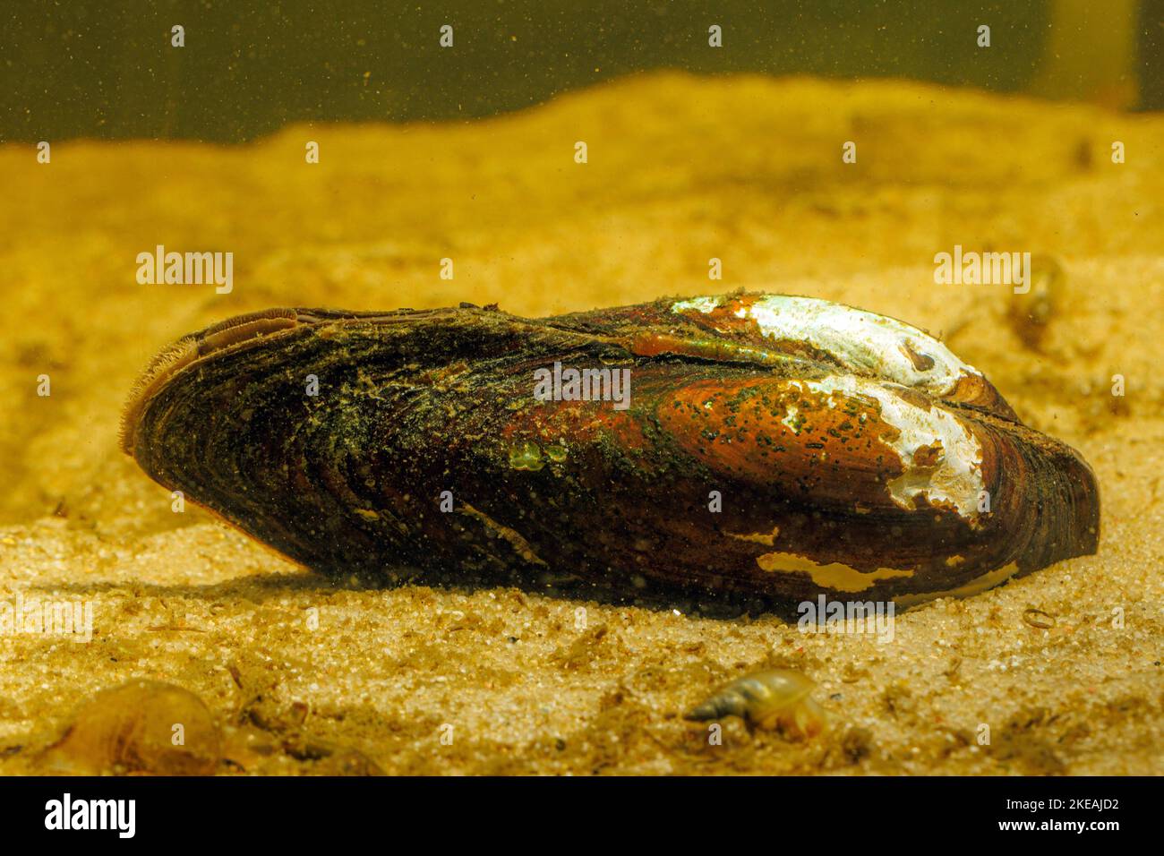 Mitile del pittore (Unio pictorum, Pollicepes pictorum), con forte corona corrosa, Germania, Baviera Foto Stock