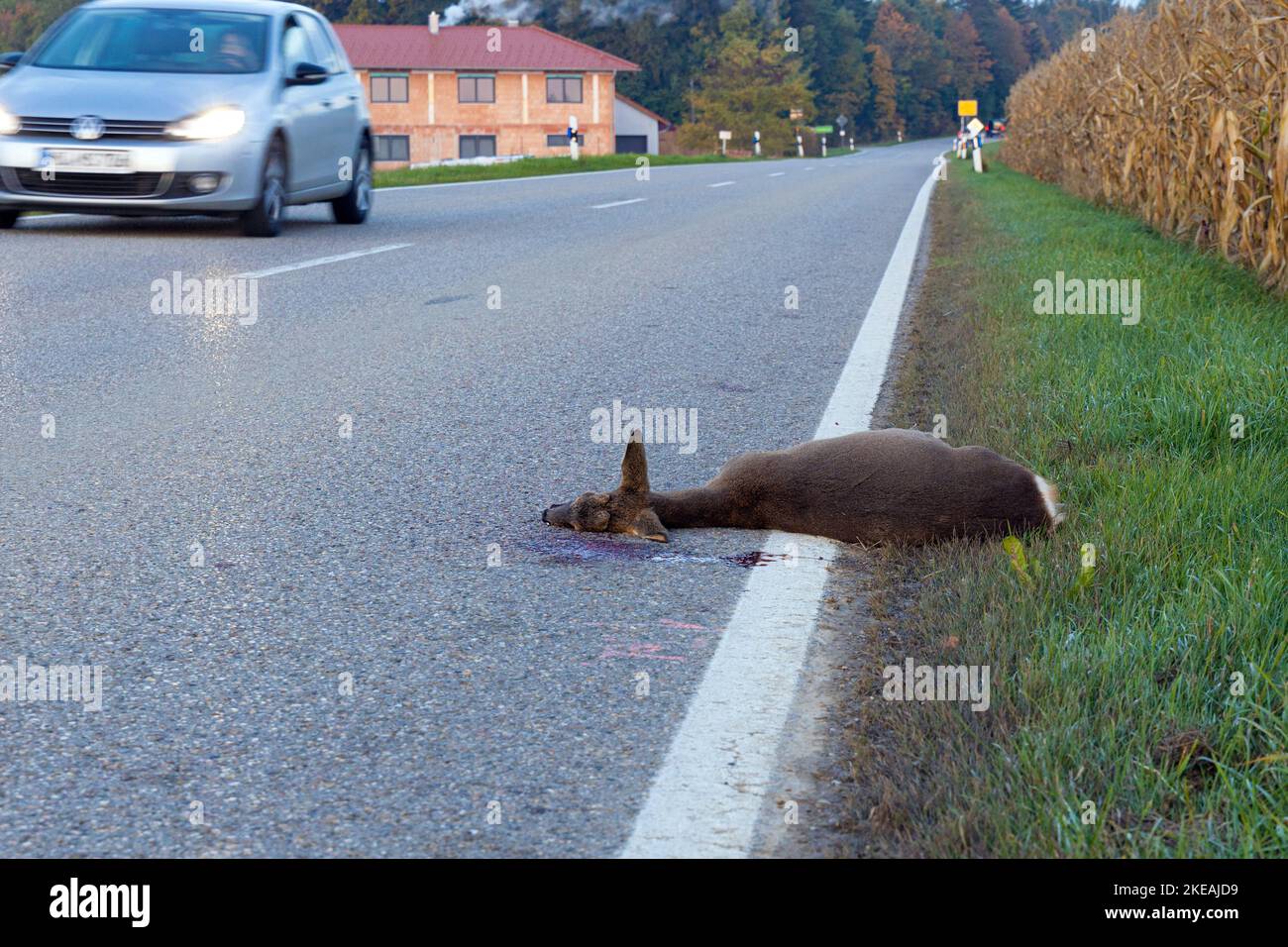 Capriolo, capriolo, capriolo occidentale, capriolo europeo (Capreolus capreolus), uccisione stradale sdraiata sulla strada accanto ad un campo di mais, Germania, Baviera Foto Stock