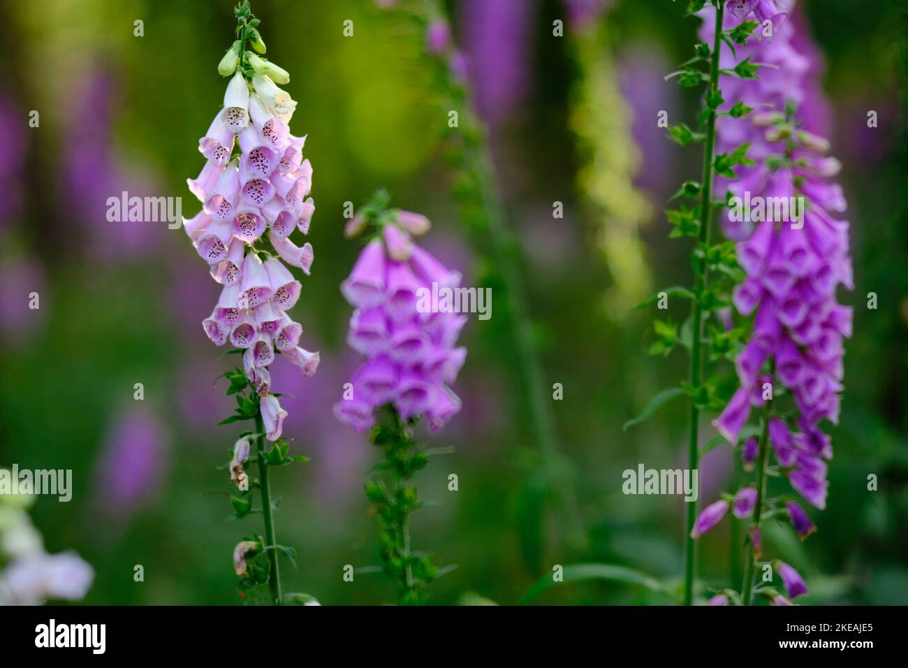 Guanti di volpi comuni, guanti di volpi viola (Digitalis purpurea), infiorescenza bianca tra i rossi in una radura, Germania, Assia Foto Stock