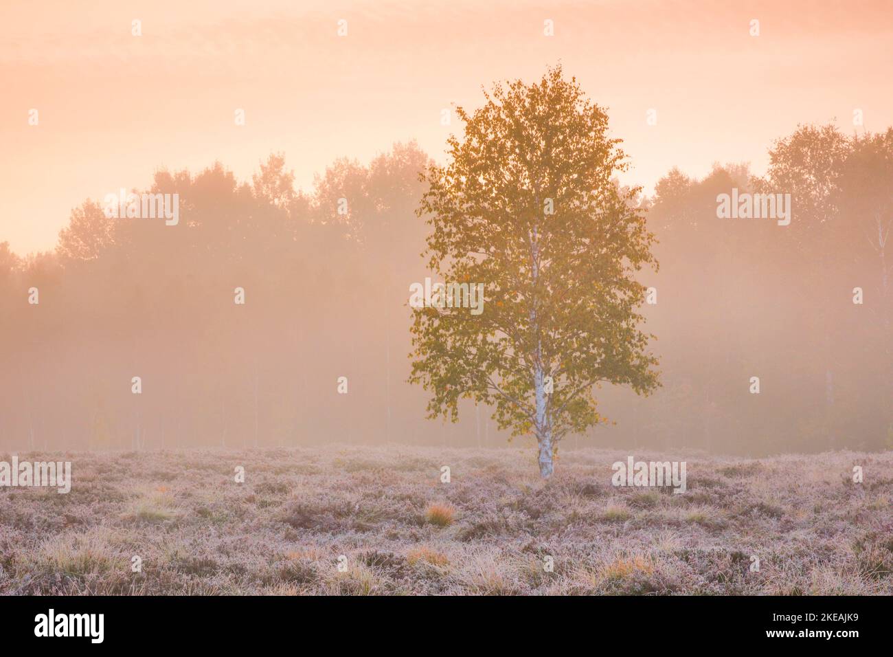 Betulla (Betula spec.), betulla singola all'alba in un fossato con macchie di nebbia e brina di bue dopo una notte fredda all'inizio dell'autunno, Svizzera, Kanton Foto Stock
