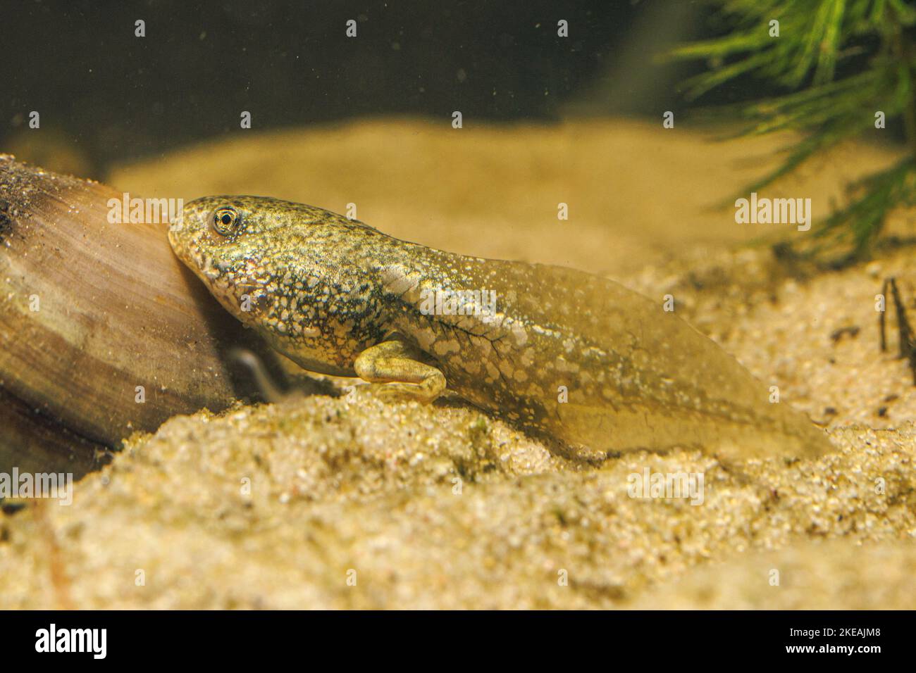 Rana commestibile europea, rana commestibile comune (Rana kl. Esculenta, Rana esculenta, Pelophylax esculentus), tadpole con un paio di gambe, Germania Foto Stock