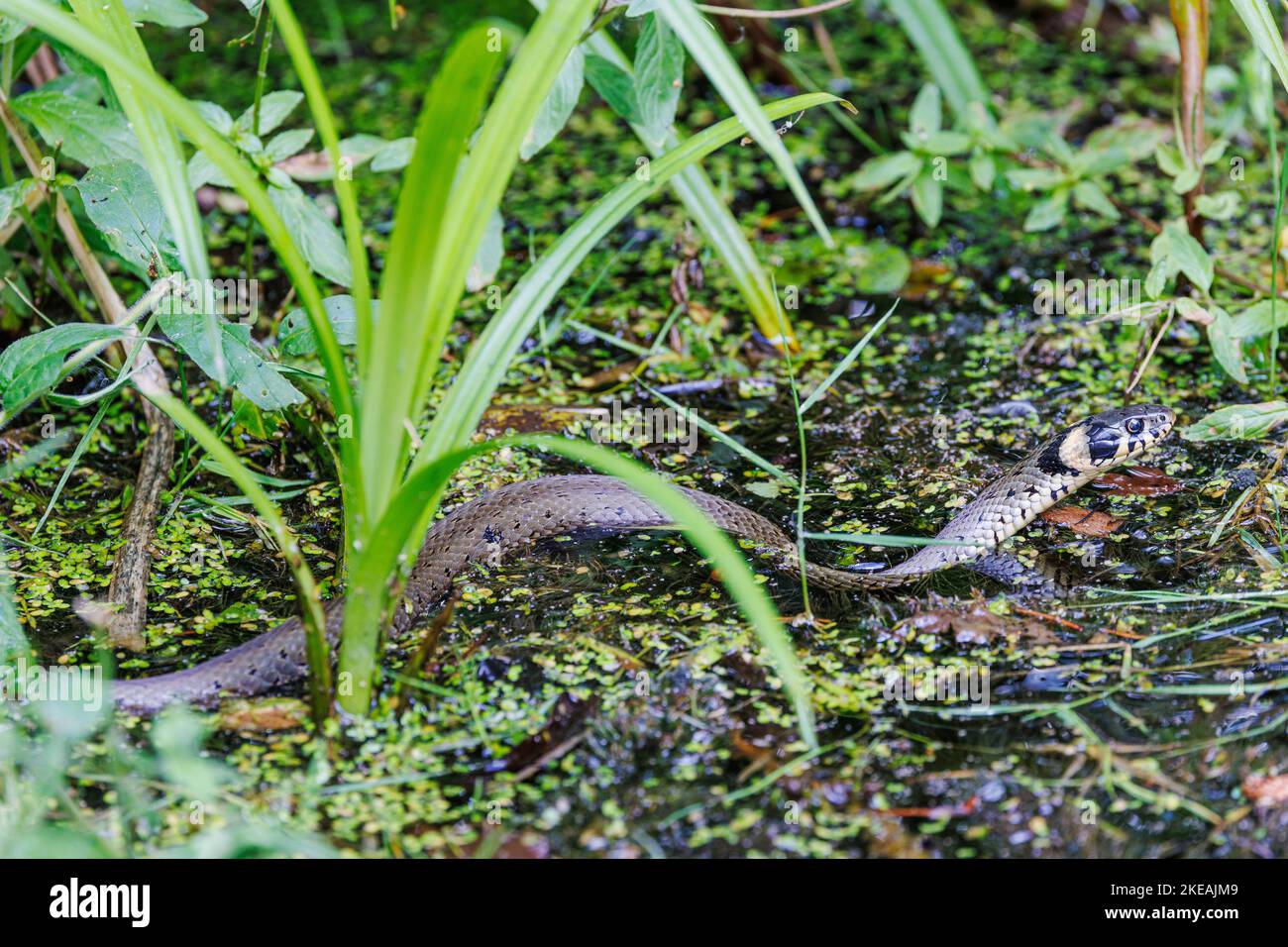 Serpente d'erba (Natrix natrix), a riva di un laghetto, Germania, Baviera Foto Stock