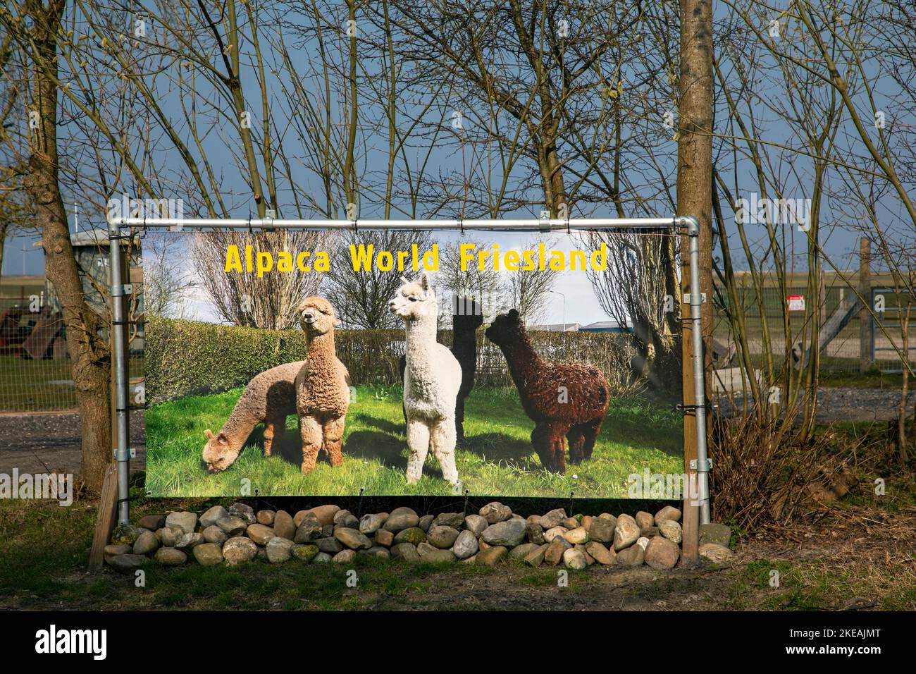 Alpaca (lama pacos, Vicugna pacos), Alacca World Friesland, poster pubblicitario per la stazione di allevamento alpaca, Paesi Bassi, Frisia, Workum Foto Stock