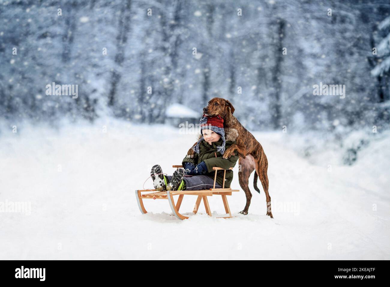 Ragazzo e Podenco-Mongrel Foto Stock