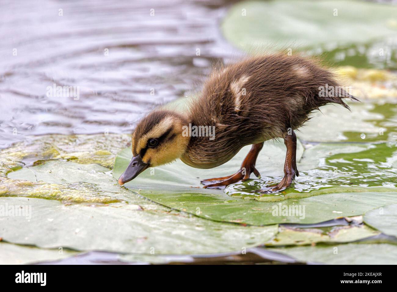 mallard (Anas platyrhynchos), insetti da caccia di pulcini su una foglia di ninfee, Germania, Baviera Foto Stock