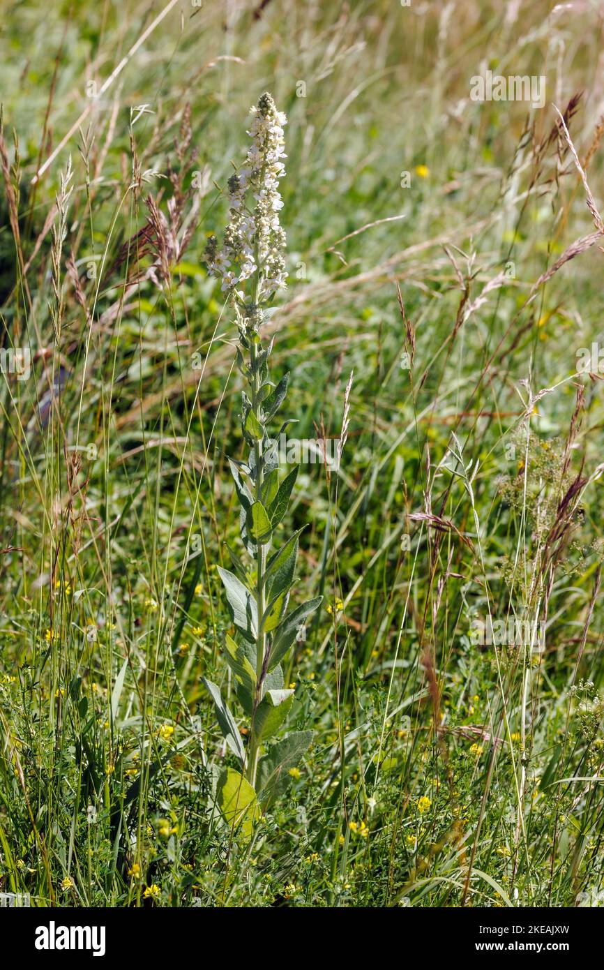 Mullein bianco, Mullein scuro (Verbascum lychnitis), fioritura, Germania, Baviera Foto Stock