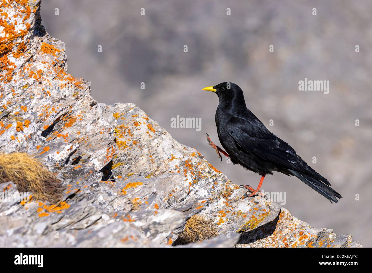 graculus alpino (graculus di Pyrhocorax), passeggiate sulla cresta rocciosa, Svizzera, Vallese, Alpi Vallesi Foto Stock