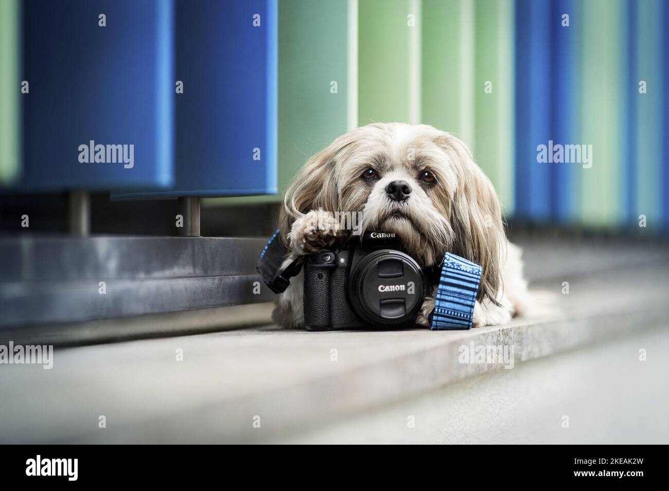 menzogne Shih Tzu Foto Stock