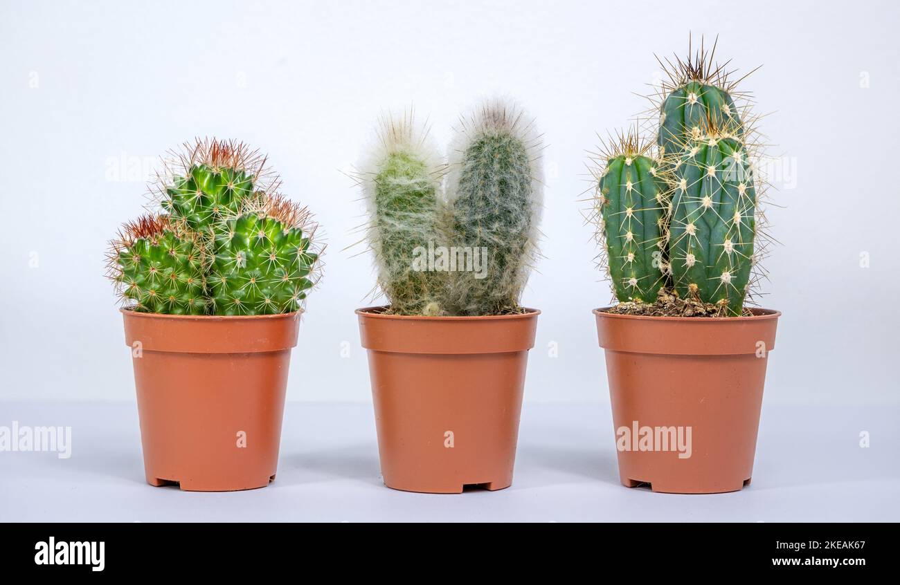 Cactus rotondo, oblungo e con i capelli in una pentola. Piccoli tagli di fiori di fico con aghi su fondo bianco. Capo vecchio Cephalocereus senilis Foto Stock