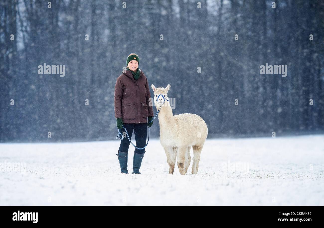 donna e alpaca Foto Stock