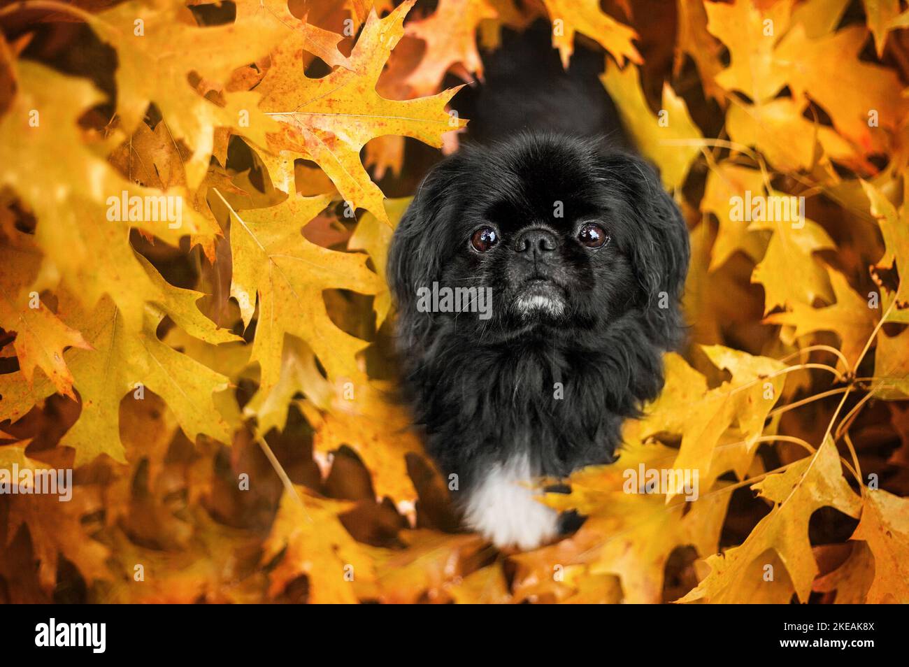 Pekinese seduto Foto Stock