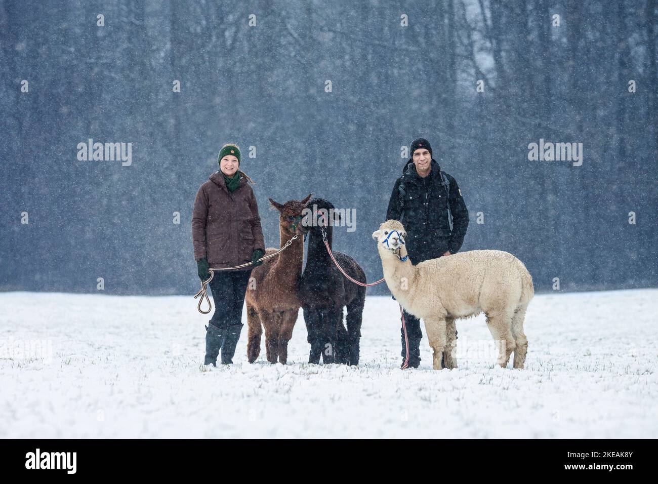 3 alpaca Foto Stock