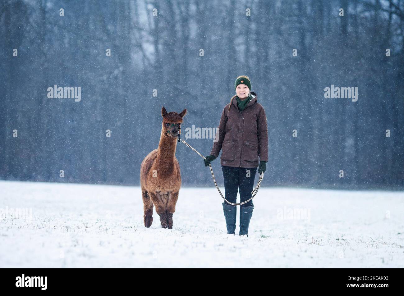donna e alpaca Foto Stock