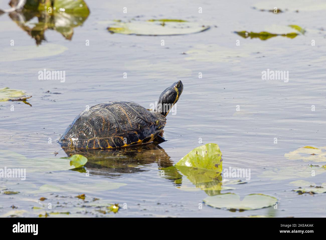 Cursore, cursore comune, cursore stagno, tartaruga gialla (Trachemys scripta scripta, Pseudemys scripta scripta, Chrysopys scripta scripta), bagni di sole Foto Stock