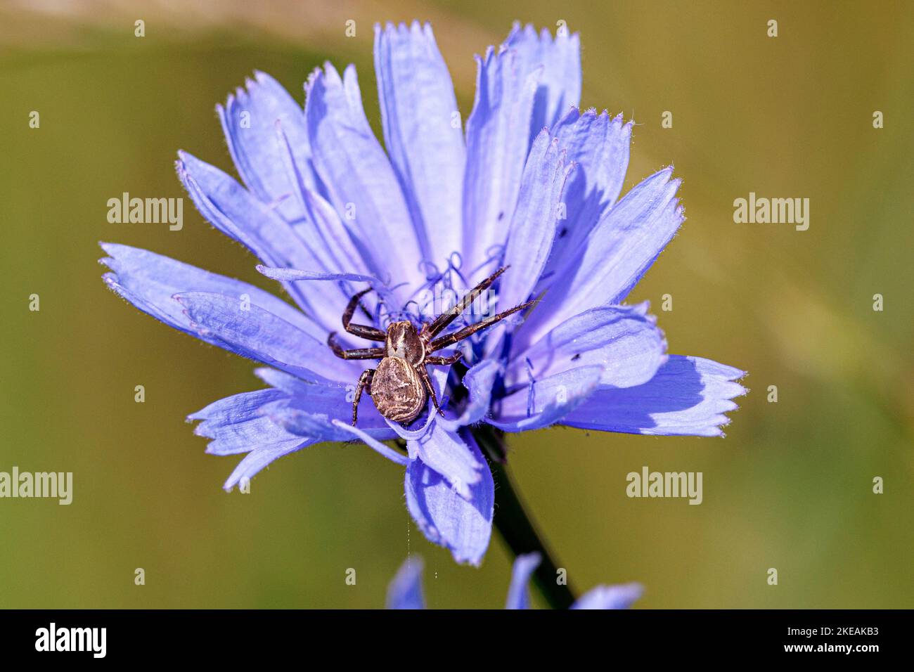 Ragni di granchio (Thomisidae), in agguato su un fiore di cicoria, Germania, Baviera Foto Stock