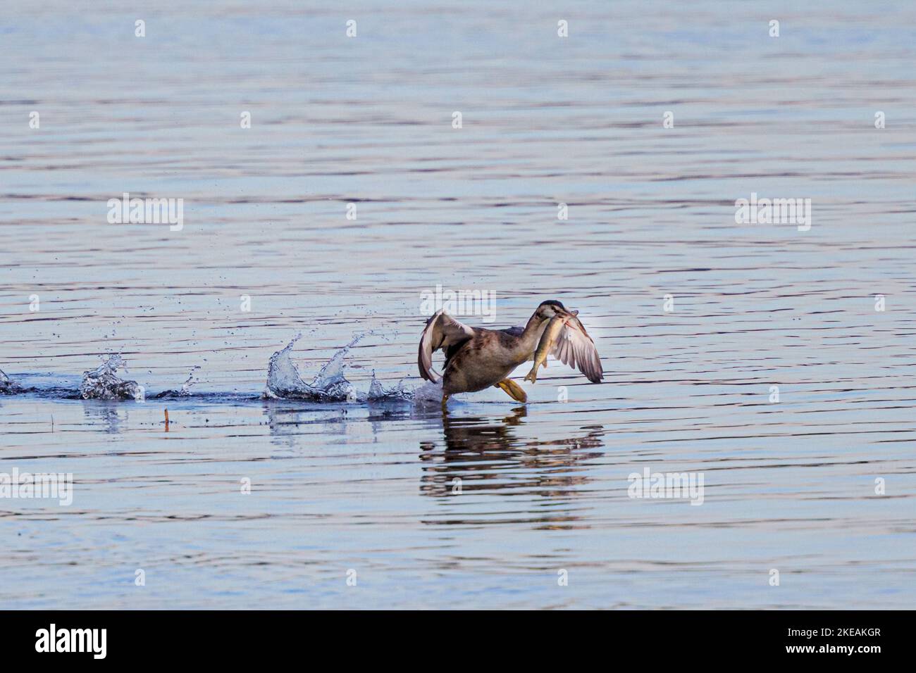 Grande grebe crested (Podiceps critico), in fuga con grande picco catturato, Germania, Baviera Foto Stock