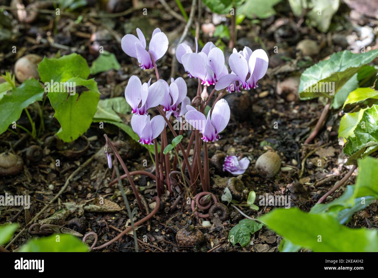 Edera-lasciava ciclamino, Hardy ciclamino (Cyclamen hederifolium, ciclamino hederaefolium, ciclamino neapolitanum), fioritura Foto Stock